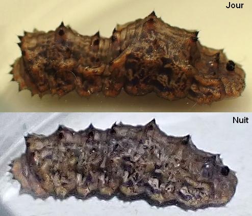 Réf. 333 513 : Didea fasciata